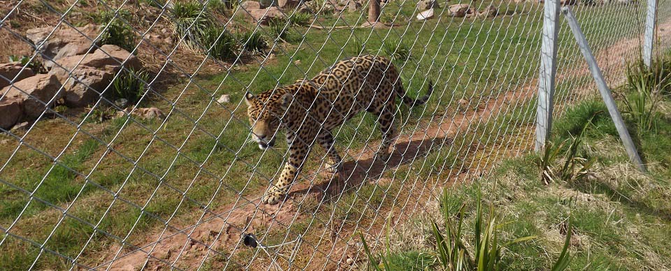 Cumbria Zoo Jaguar image