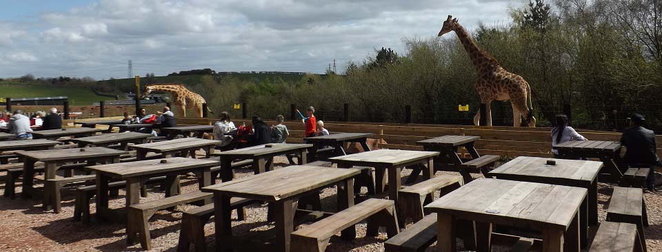 Cumbria Giraffes image