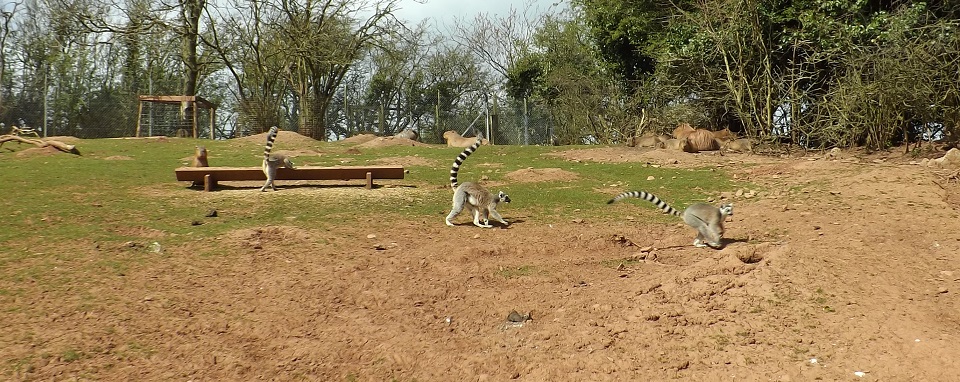 Cumbria Monkeys image